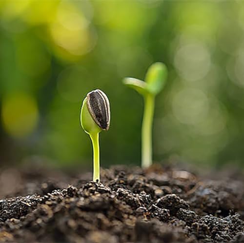 Fluffy Teddy Bear Dwarf Sunflower Seeds - Up to 40" Tall - Unique Decor for Your Home
| Teddy Bear Dwarf Sunflower Seed