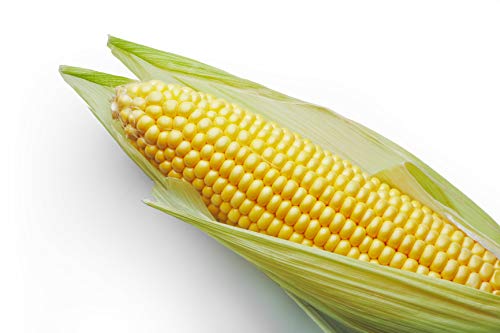 Isla's Garden "Incredible" RM Sweet Yellow Corn 75 Heirloom Seeds for Home Gardeners with 90% Germination Rates
| Isla'