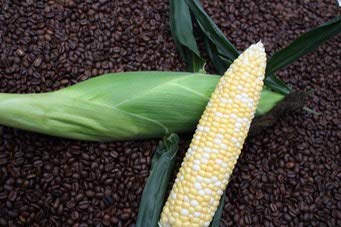 Isla's Garden Latte Bi-Color Sweet Corn Seeds for Planting, Non GMO & Heirloom
| Isla's Garden Latte Bi-Color Sweet Cor