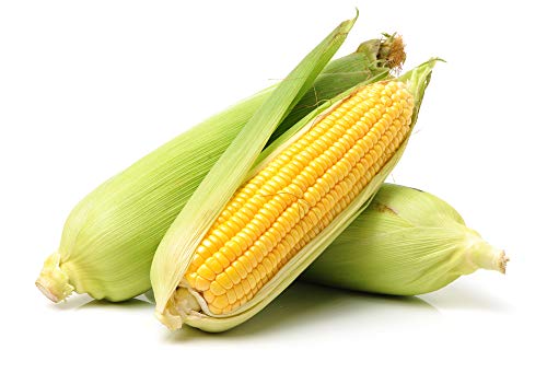 Isla's Garden Seeds Golden X Bantam Corn Seeds - Non-GMO Sweet & Tender Kernels, High-Yield Variety, Perfect for Home Ga