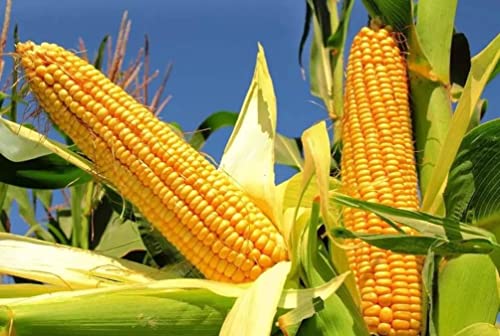 Peaches & Cream Sweet Corn Seeds 10 Pcs for Gardeners to Grow in Spring