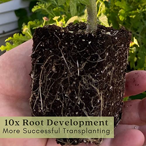 Clovers Garden Purple Coneflower - Hardy Flowering Perennial, Pollinator Favorite – Two (2) Live Plants – Each 4" to 8"