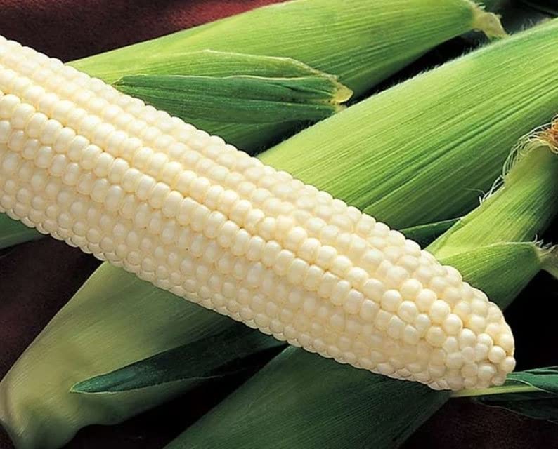 Silver King Sweet Corn Seeds - High Yield Farm Fresh Produce for Garden Enthusiasts - Seeds for Growing Sweet Corn - 1/4