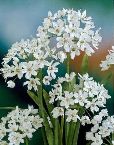White Ornamental Onion Allium COWANII Flower Bulbs for Late Spring Blooms - 80 Bulbs
| Allium COWANII Flower Bulbs - Pe