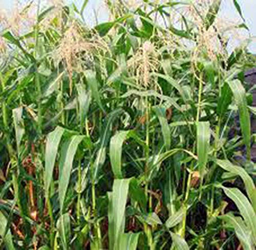 Ashworth Sweet Corn 100+ Seeds for Sweet and Delicious Kernels
| Heirloom Ashworth Sweet Corn 100+ Seeds Perfect for Sw