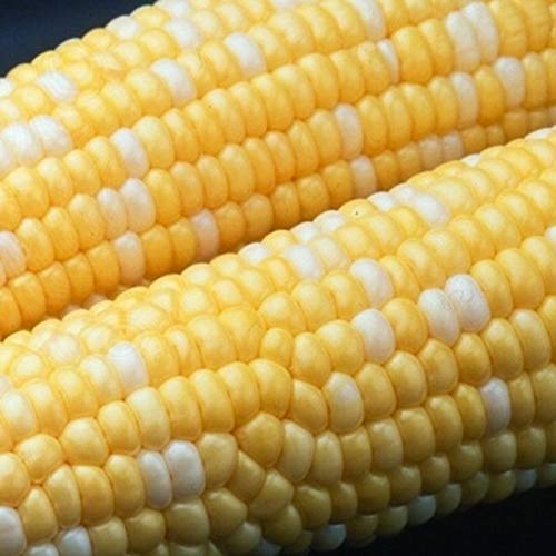 Ambrosia Sweet Corn Seeds Non-GMO For Organic Farmers - Ideal For Homestead Gardens - High Yield & Disease Resistant -