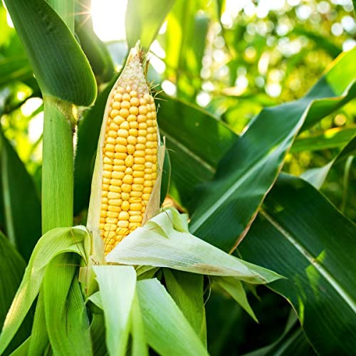 Golden Bantam Sweet Corn Seeds for Organic Gardeners 1 Pound Bulk
| Golden Bantam Sweet Corn Seeds for Deer Wildlife Fo