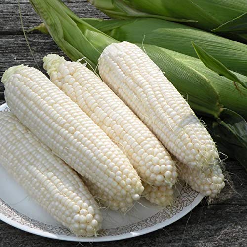 Non GMO Silver Queen Sweet Corn Seeds for Planting Heirloom Garden Vegetables
| Silver Queen Sweet Corn Seeds 50 Pack N