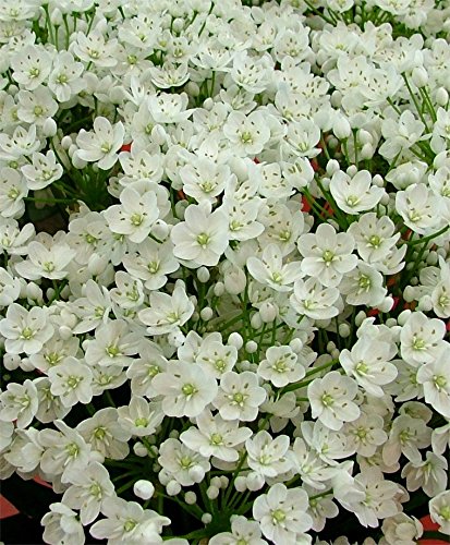 Allium Cowanii Bulbs, Perennial in Zones 4-8: Pure White Flowers, Now Shipping (25 Bulbs)
| Allium Bulbs, Allium Cowani