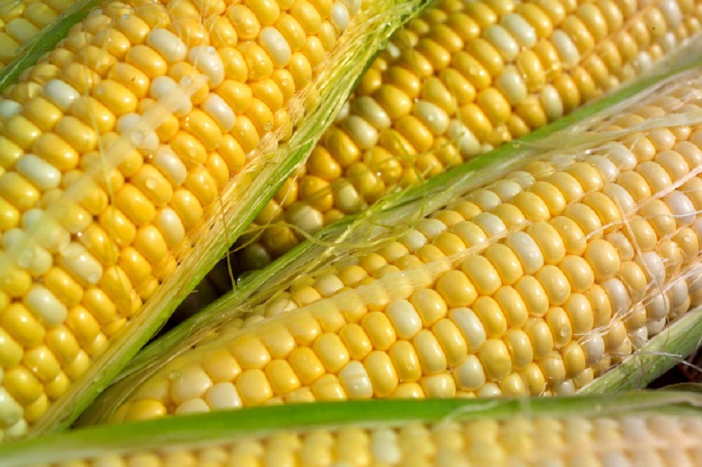 Ambrosia Sweet Corn Seeds Non-GMO For Organic Farmers - Ideal For Homestead Gardens - High Yield & Disease Resistant -
