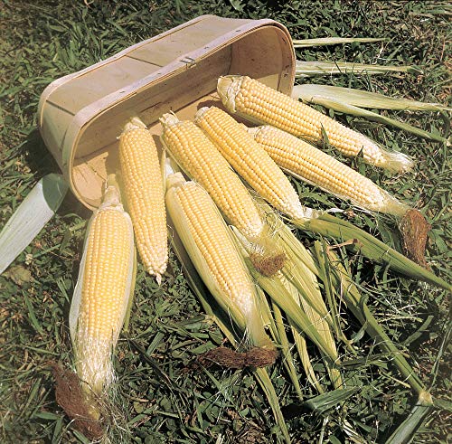 Sweet Corn Kandy Korn Hybrid Seeds - Perfect for Beginners
| Sweet Corn Kandy Korn Hybrid Pkt - Ideal for Summer Garden