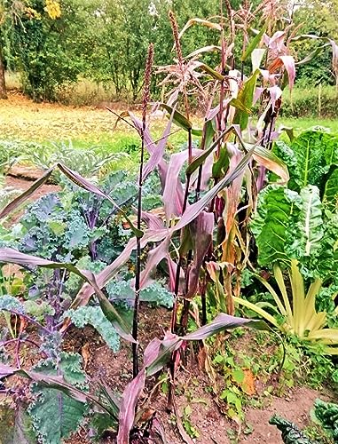 Double Red Sweet Corn Seeds - High Yield - Gardening Enthusiasts - Summer Garden - Rich Taste - 45 Count Packet - Perfec