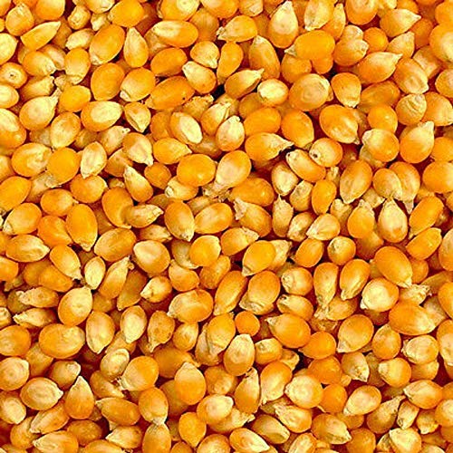 Country Creek Acres 8 oz Yellow Popping Corn Heirloom Open Pollinated Non-GMO Garden Seeds Grown in USA
| Country Creek