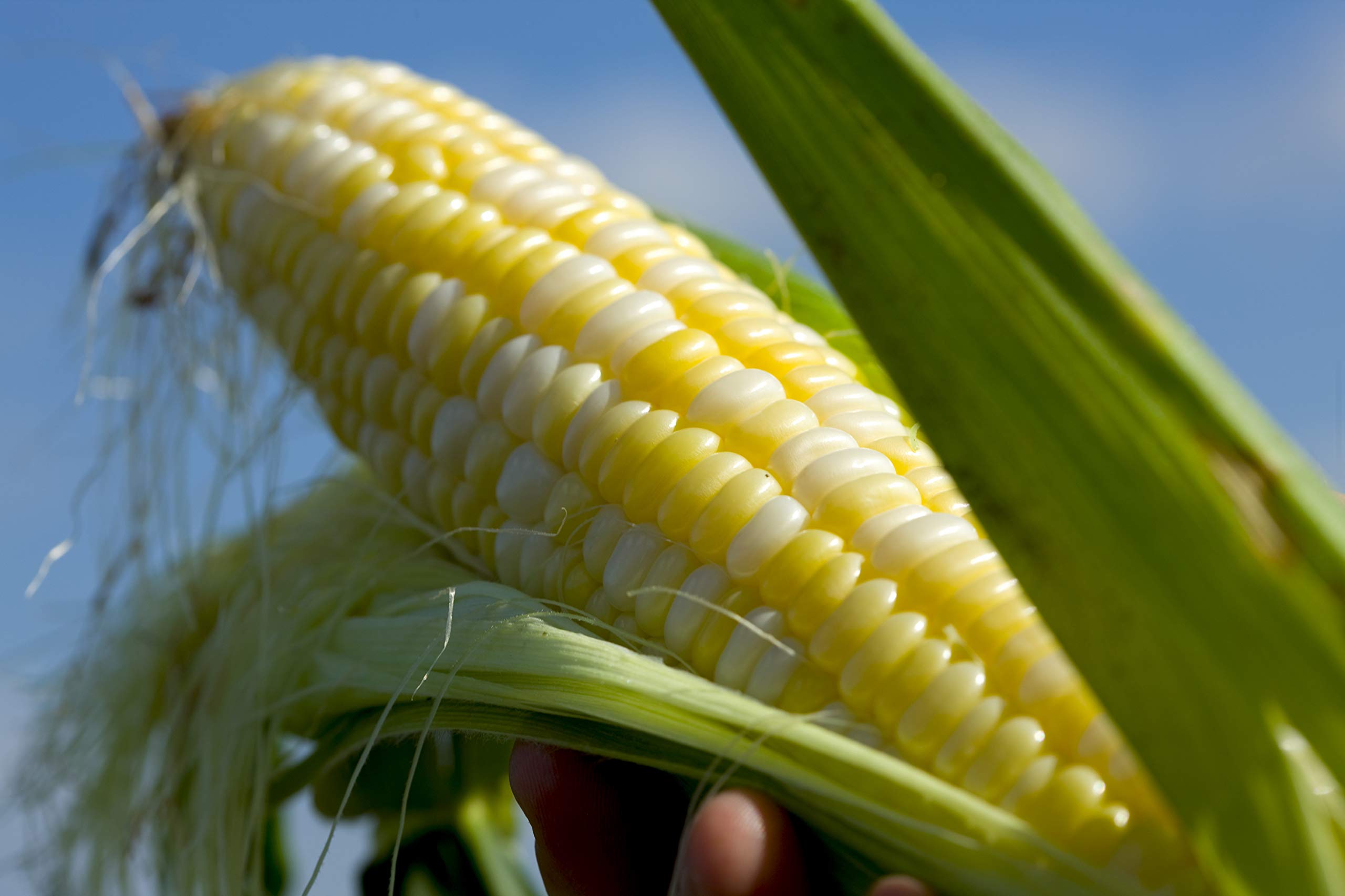 Serendipity Hybrid (Triplesweet) Corn Seeds - High Yielding & Disease Resistant for Farmers
| Serendipity Hybrid (Tripl
