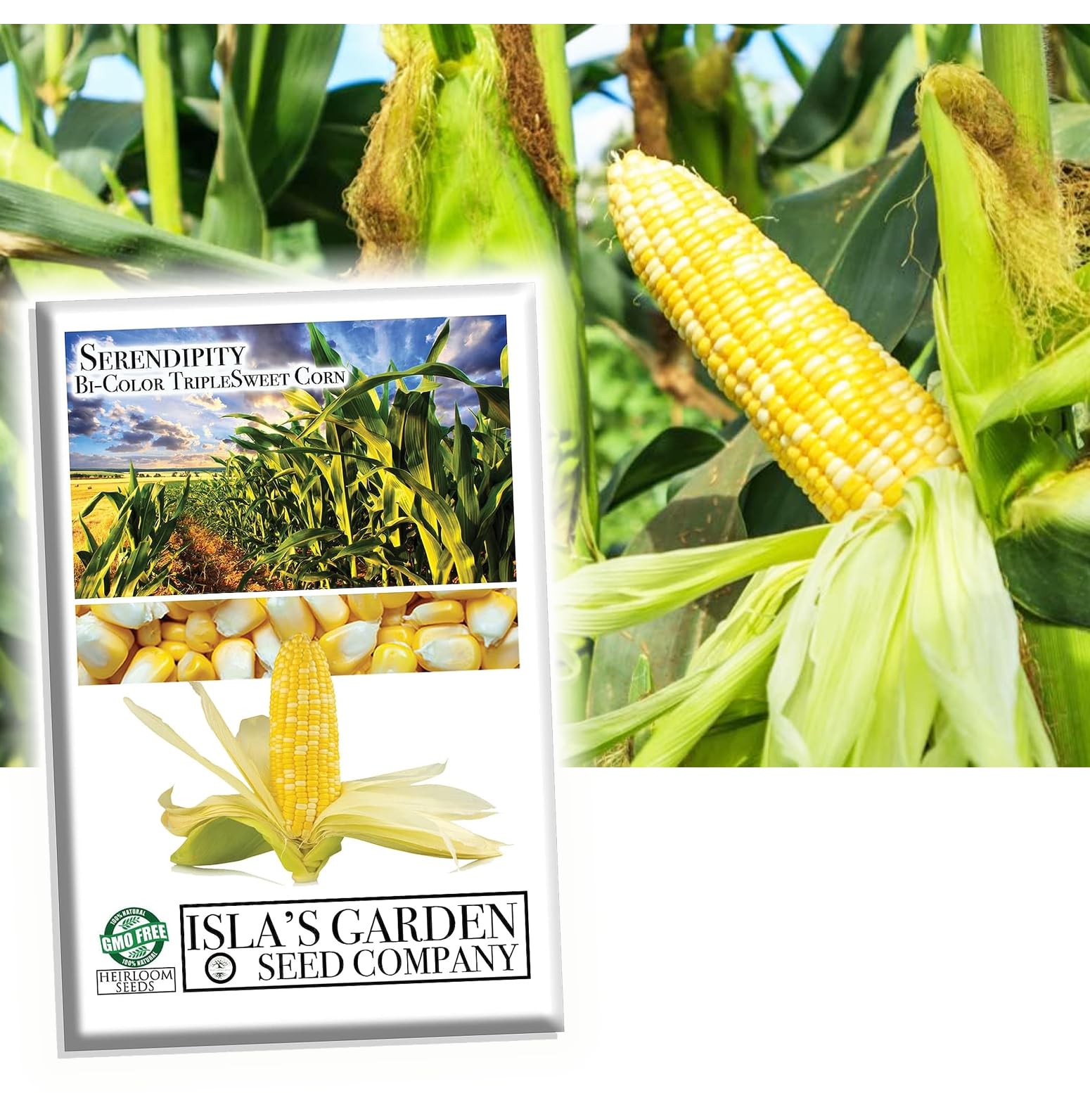 "Serendipity" Bi-Color Sweet Corn Seeds for Gardening, 100+ Seeds Per Packet, Non GMO & Heirloom Seeds, 90% Germination