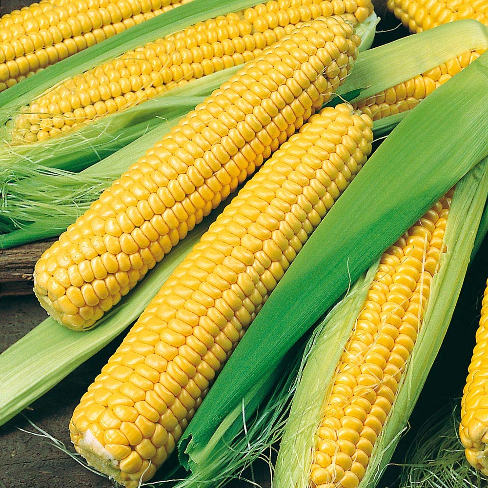 Golden Bantam Sweet Corn Seeds for Organic Gardeners 1 Pound Bulk
| Golden Bantam Sweet Corn Seeds for Deer Wildlife Fo